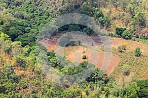 Succession or encroachment of tree into a clearing