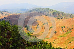 Succession or encroachment of tree into a clearing