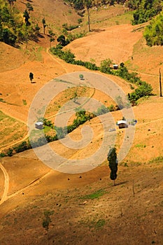 Succession or encroachment of tree into a clearing