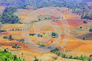 Succession or encroachment of tree into a clearing