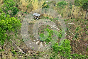 Succession or encroachment of tree into a clearing