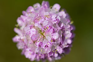 Succisa pratensis, devil's-bit scabious flower macro selective focus Succisa pratensis