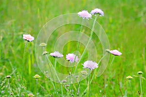 Succisa pratensis flowers