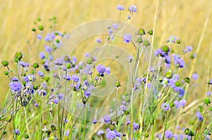 Succisa pratensis flowers on meadow
