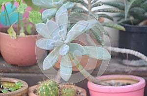 Succlulent in flower pot, Little garden