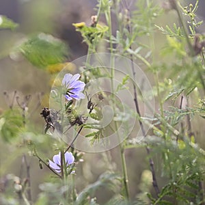 Succory flower in summer field