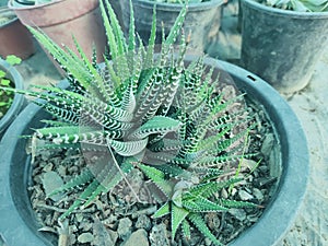 A succuent cactus variety in nursery name havertia