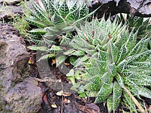 Succulant haworthia faciata