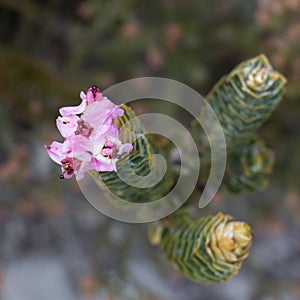 Succulant plant with flowers in Kogelberg Nature reserve, South Africa