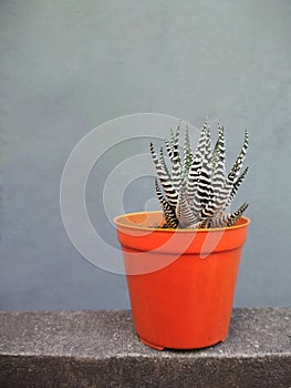 Succulant Plant in Orange Pot