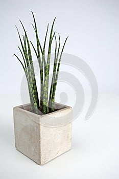 Succulant plant in a square concrete pot photo