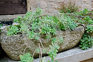 Succulant plant in a stone planter