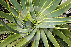 A succulant plant on Tresco in the Scilly isles