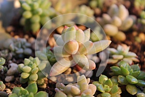 succulant plants