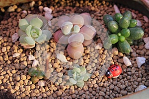 succulant plants