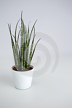 Succulant pot plant on white background photo