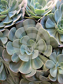 Succulent 2