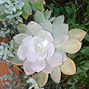 Succulent