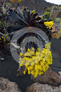 Succulent Aeonium arboreum Atropurpureum photo