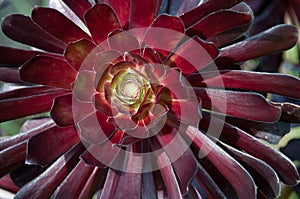 Succulent Aeonium flower