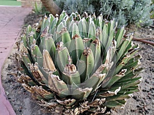 Succulent agavaceae plant close-up in Spain