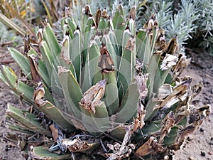 Succulent agavaceae plant close-up in Spain