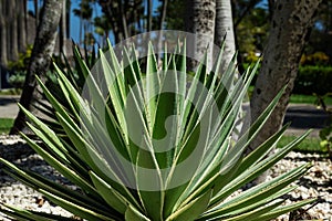 Succulent agave vivipara in open field against the background of trees in garden