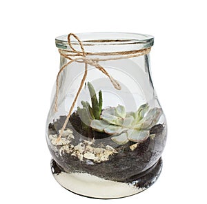 Succulent arrangement in a glass bottle terrarium, vase isolated on white. garden inside mason jar