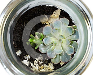 Succulent arrangement in a glass bottle terrarium, vase isolated on white. garden inside mason jar