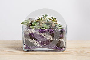 Succulent arrangement in a glass vase terrarium on wooden table