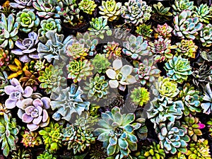 Succulent background. Close-Up Of succulent plants.