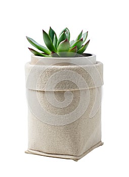 Succulent in bag in pot isolated