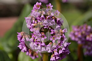 Succulent bergenia close up. Flowering plant in natural environment. Bergenia crassifolia.