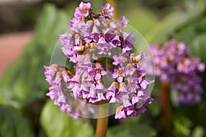 Succulent bergenia close up. Flowering plant in natural environment. Bergenia crassifolia.