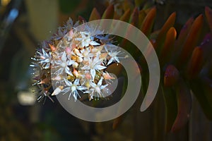 Succulent in bloom in spring season at a garden in Kibbutz Kfar Glikson, Israel.