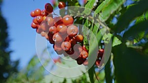 Succulent bunch of red berry of rowan tree swaying with wind