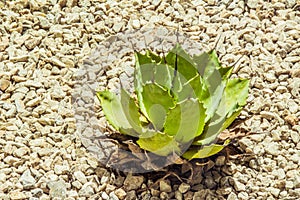 Succulent cactaceae detail photograph