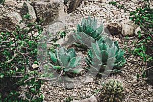 Succulent cactaceae detail photograph