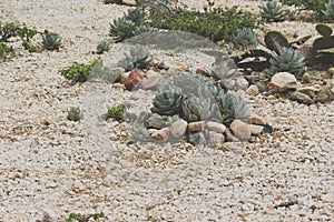 Succulent cactaceae detail photograph