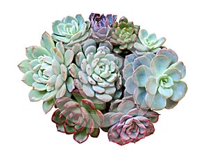 Succulent cactus arrangements tropical plant top view isolated on white background, clipping path included