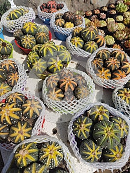 Succulent Cactus in bottles