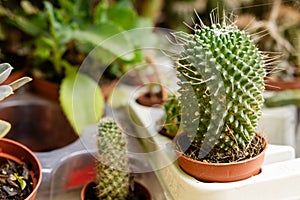 Succulent cactus cacti for sale in small pots at a plant store