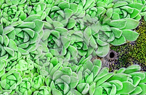 Succulent cactus close up at sunny day. Green plant for natural background. Bunch of beautiful flowering echeveria, sedum