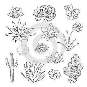 Succulent cactus collection. agava, pita, aloe, gastraea, haworthia, echeveria, Pachyphytum, prickly pear,