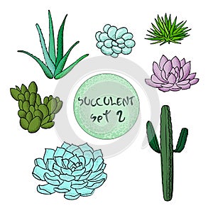 Succulent cactus collection. agave, Carnegiea, aloe, gastraea, haworthia, Saguaro, Echinopsis, San Pedro, Cereus
