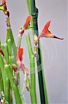 Succulent cactus, Euphorbia tirucalli, Fire Sticks, Maricopa County, Mesa, Arizona, United States