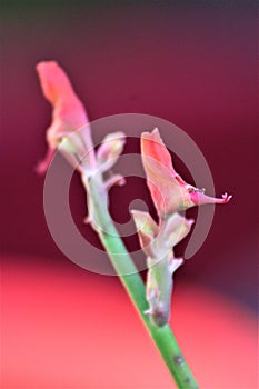 Succulent cactus, Euphorbia tirucalli, Fire Sticks, Maricopa County, Mesa, Arizona, United States