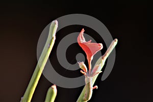 Succulent cactus, Euphorbia tirucalli, Fire Sticks, Maricopa County, Mesa, Arizona, United States