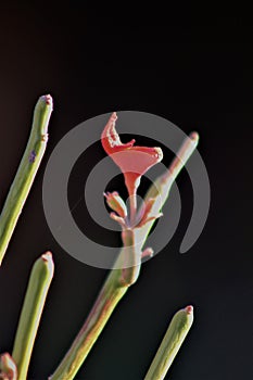 Succulent cactus, Euphorbia tirucalli, Fire Sticks, Maricopa County, Mesa, Arizona, United States