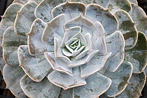 Succulent cactus flower Echeveria Pollux